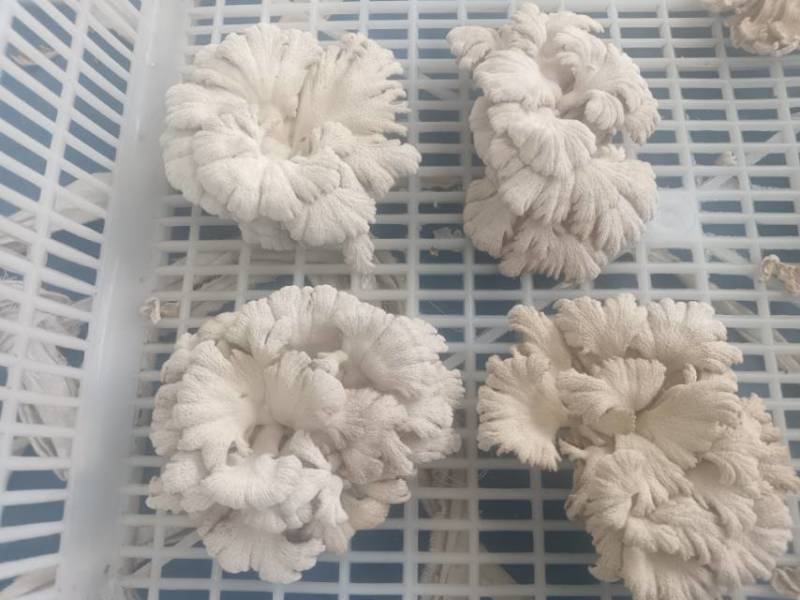 白参菌干货，价廉物美。1公斤起售，5公斤以上包运费。
