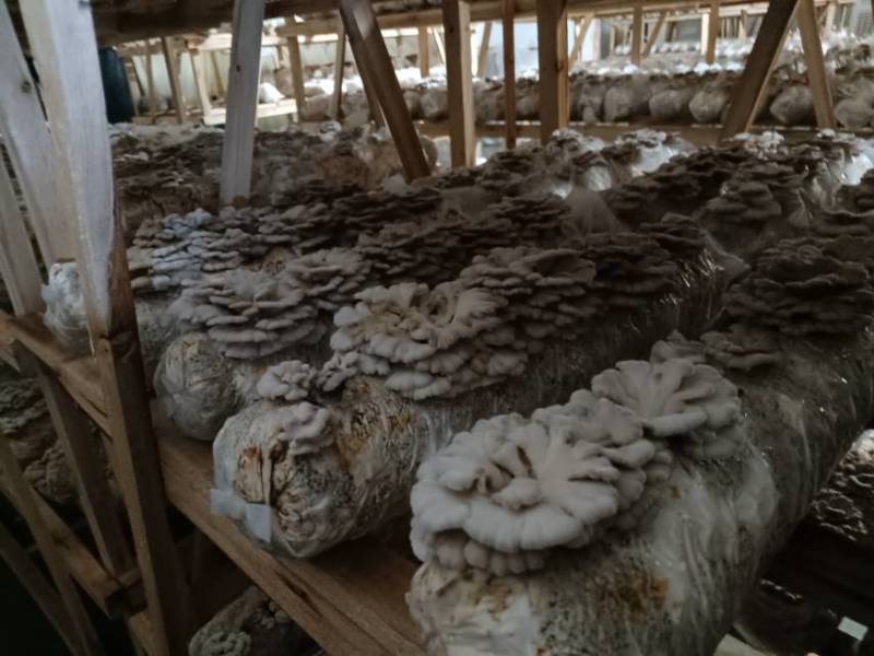 白参菌干货，价廉物美。1公斤起售，5公斤以上包运费。