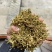 （精品）贵州金银花/太阳晒干无硫/质量过关/全国发货