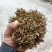 （精品）贵州金银花/太阳晒干无硫/质量过关/全国发货