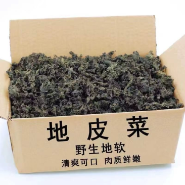地皮菜干货量大从优