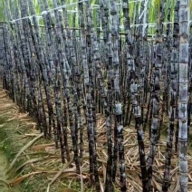 广东黑皮甘蔗大量上市产地直发价格优惠品质保证欢迎来电