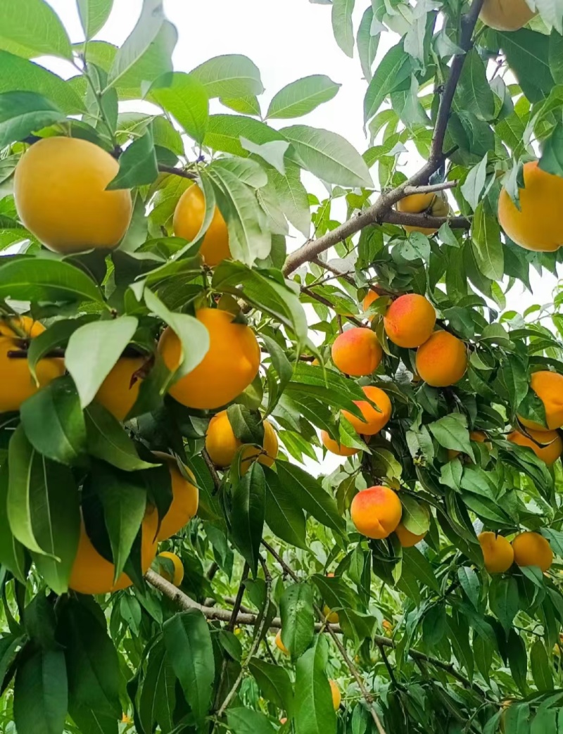 赣南脐橙产区直发保质保量供货欢迎咨询选购