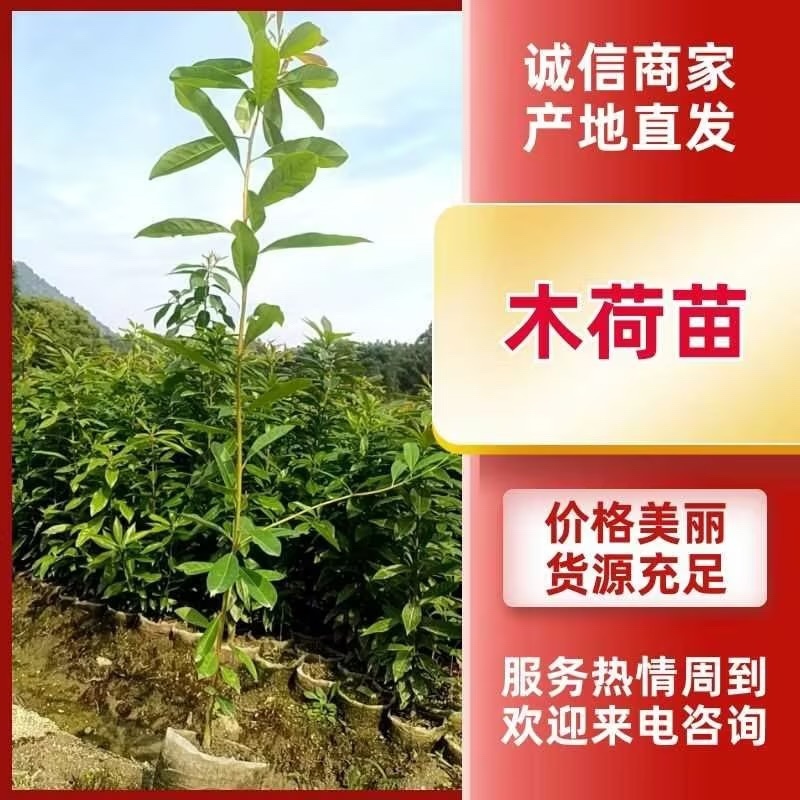 木荷地苗也是国家规定造林苗，也是防火林