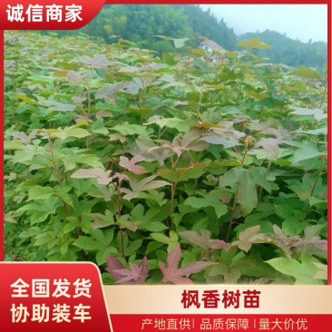 枫香杯苗地苗大量供应有1斤左右和两斤左右无纺布袋苗