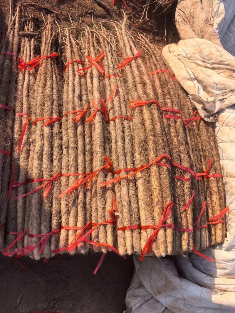 铁棍山药现货供应