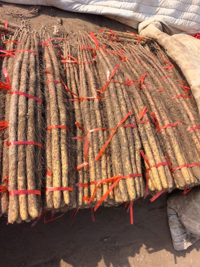铁棍山药现货供应
