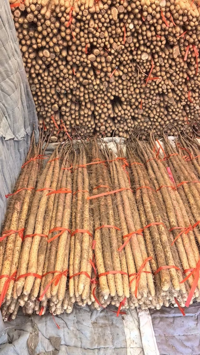 铁棍山药现货供应