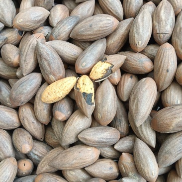 自产自销榧子香榧浙江土特产大量上新新鲜现炒保质保量欢迎咨询