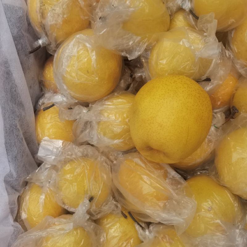 蜜梨大量上市，蜜梨金黄色脆甜可口多汁，可视频看货欢迎选购