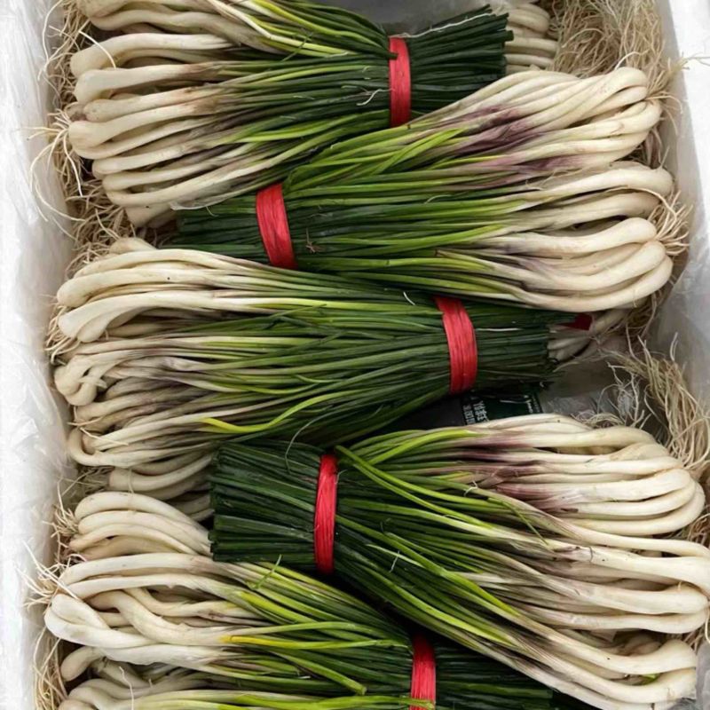 精品藠苗