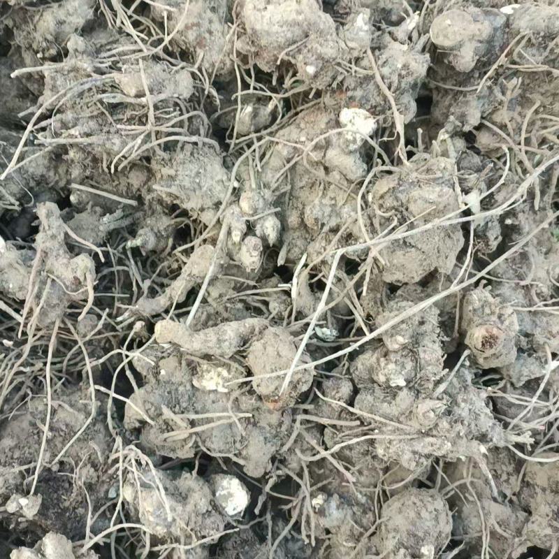 苍术苍术牙安徽谯城中药材基地一手货源全国发货零售批发