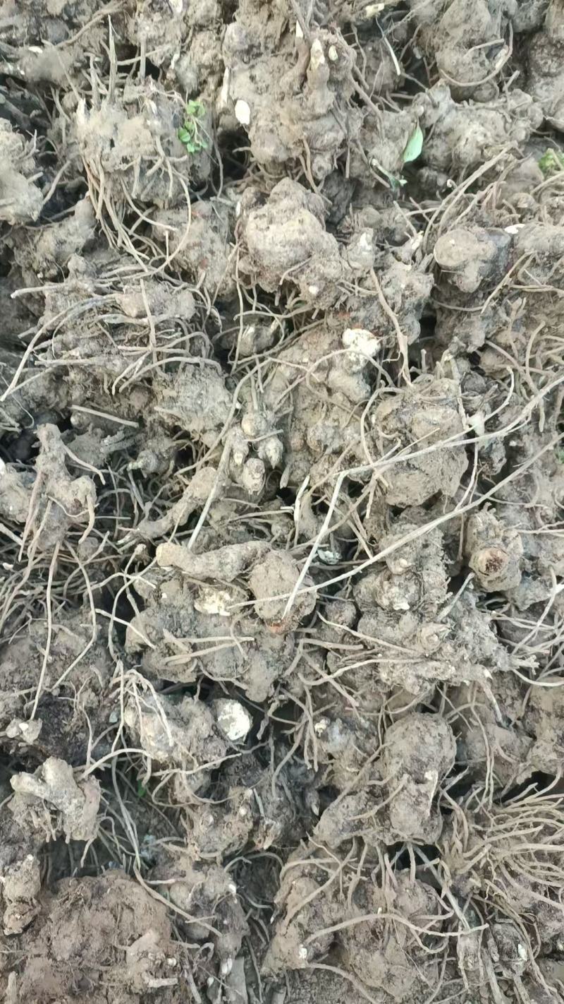 苍术苍术牙安徽谯城中药材基地一手货源全国发货零售批发