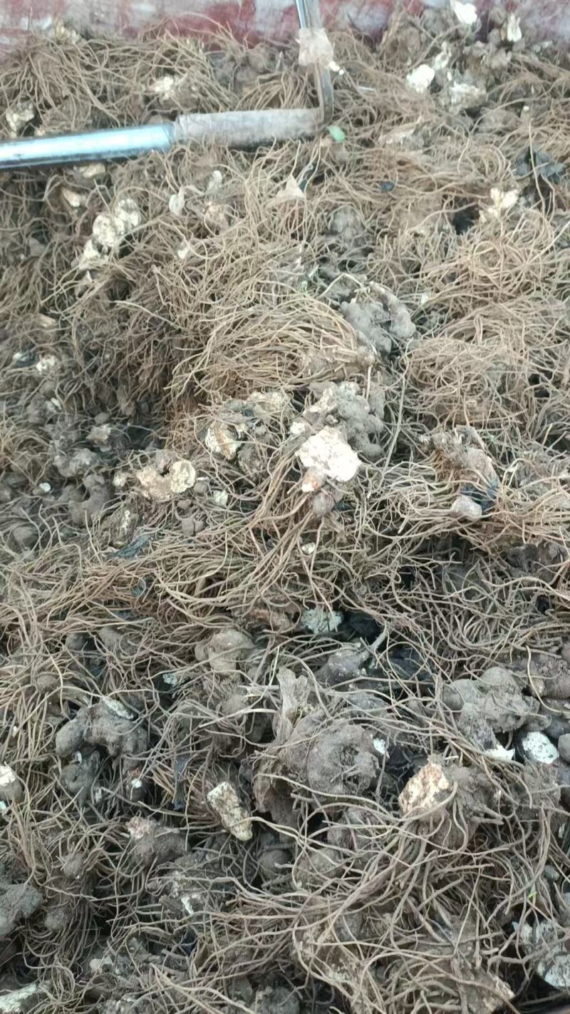 苍术苍术牙安徽谯城中药材基地一手货源全国发货零售批发