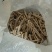 白芍白芍去皮干货一手货源全国发货安徽白芍零售批发