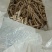 白芍白芍去皮干货一手货源全国发货安徽白芍零售批发