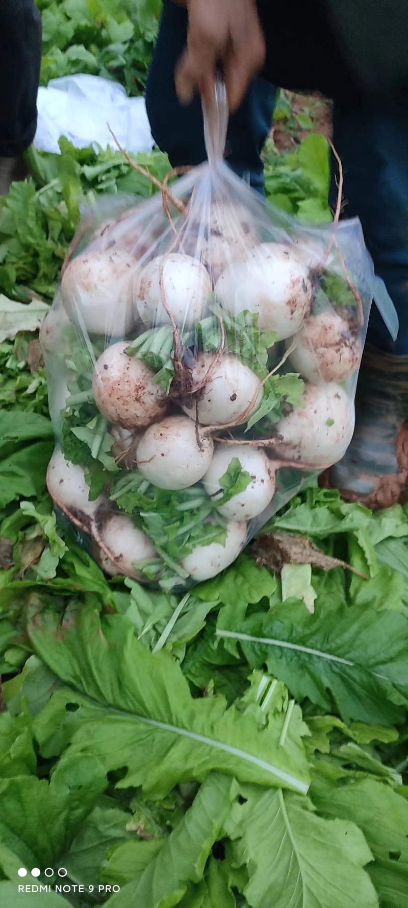 精品圆萝卜四川绵阳产地直发，货源充足，量大，对接各大市场