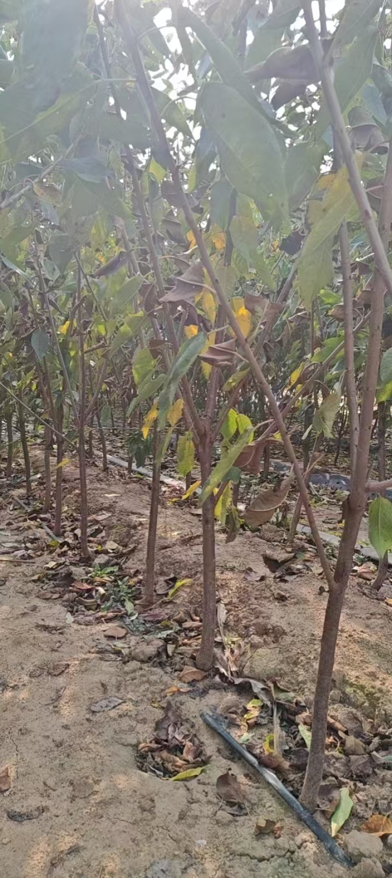 樱桃树