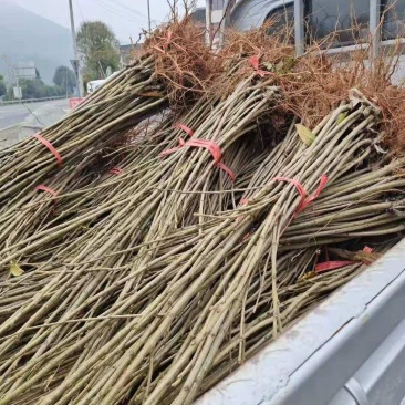 大红袍板栗苗