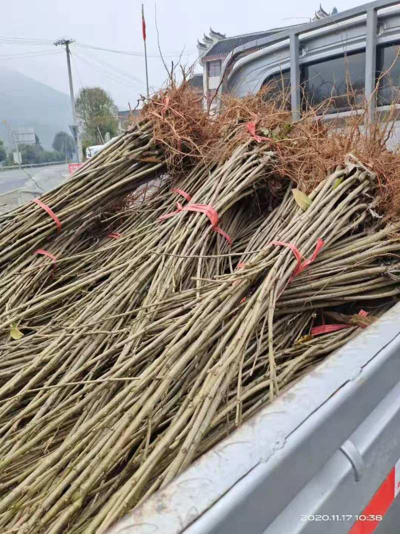 大红袍板栗苗