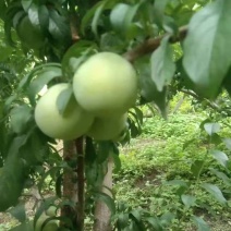 六马蜂糖李苗