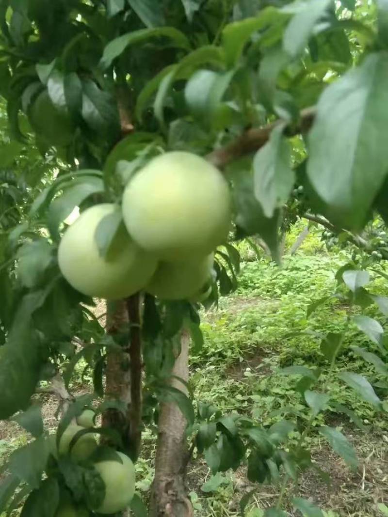 六马蜂糖李苗