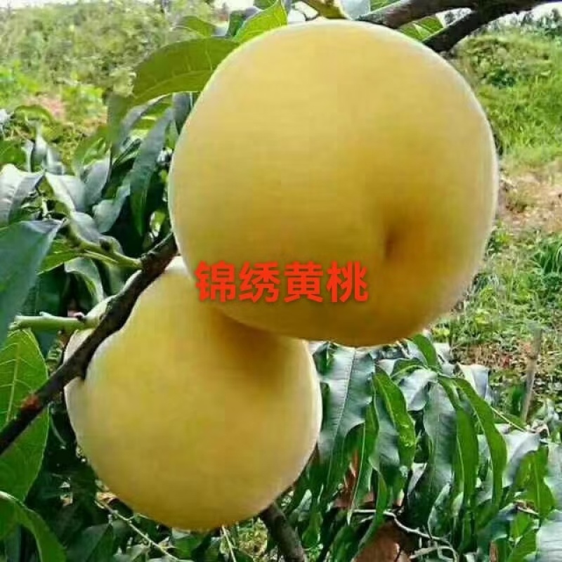 锦绣黄桃苗