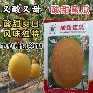 酸甜蜜瓜甜瓜种子酸味多汁甜瓜香瓜黄皮网纹哈密瓜水果种子籽