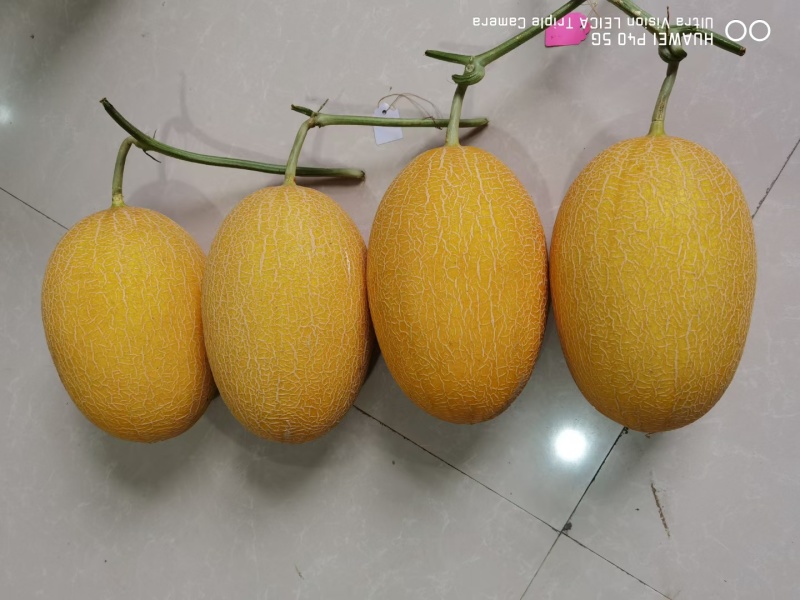酸甜蜜瓜甜瓜种子酸味多汁甜瓜香瓜黄皮网纹哈密瓜水果种子籽
