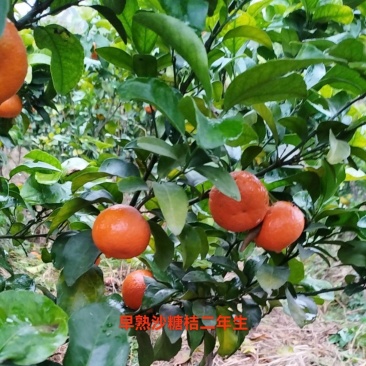 早熟砂糖橘苗