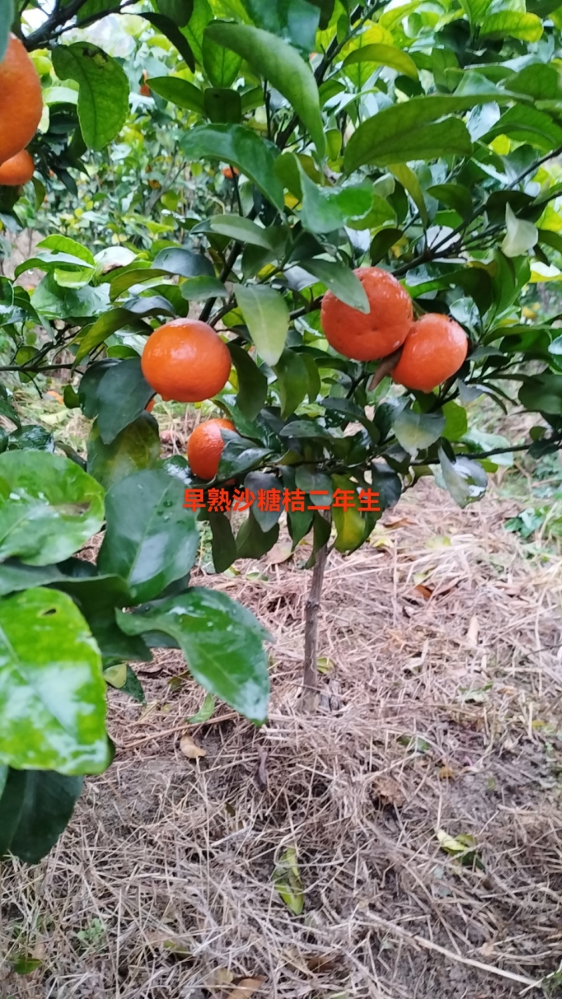 早熟砂糖橘苗
