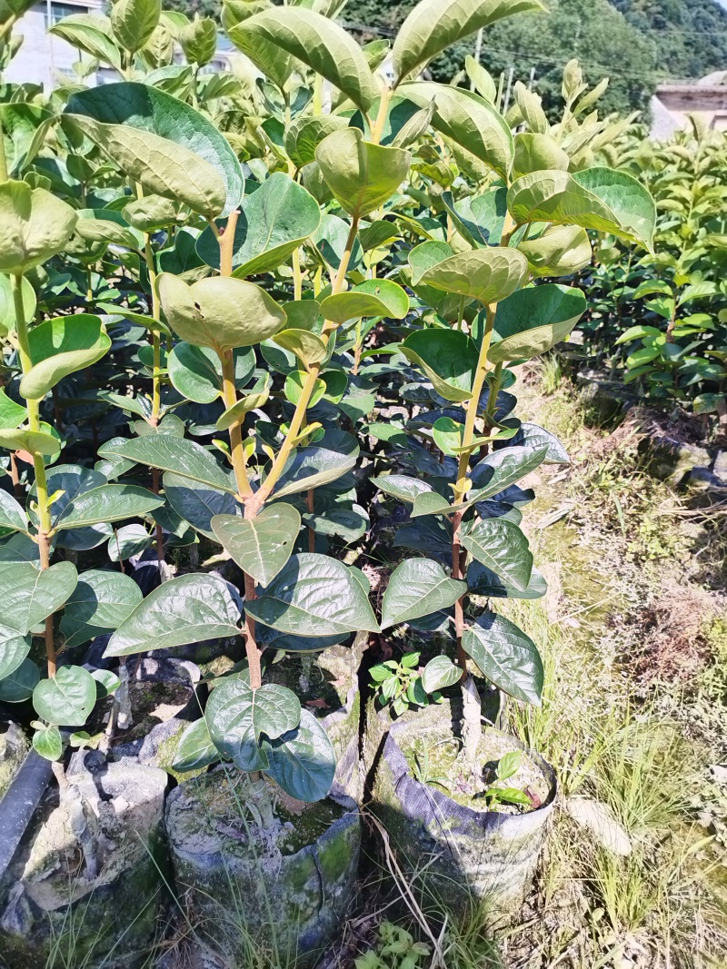 太秋甜柿苗