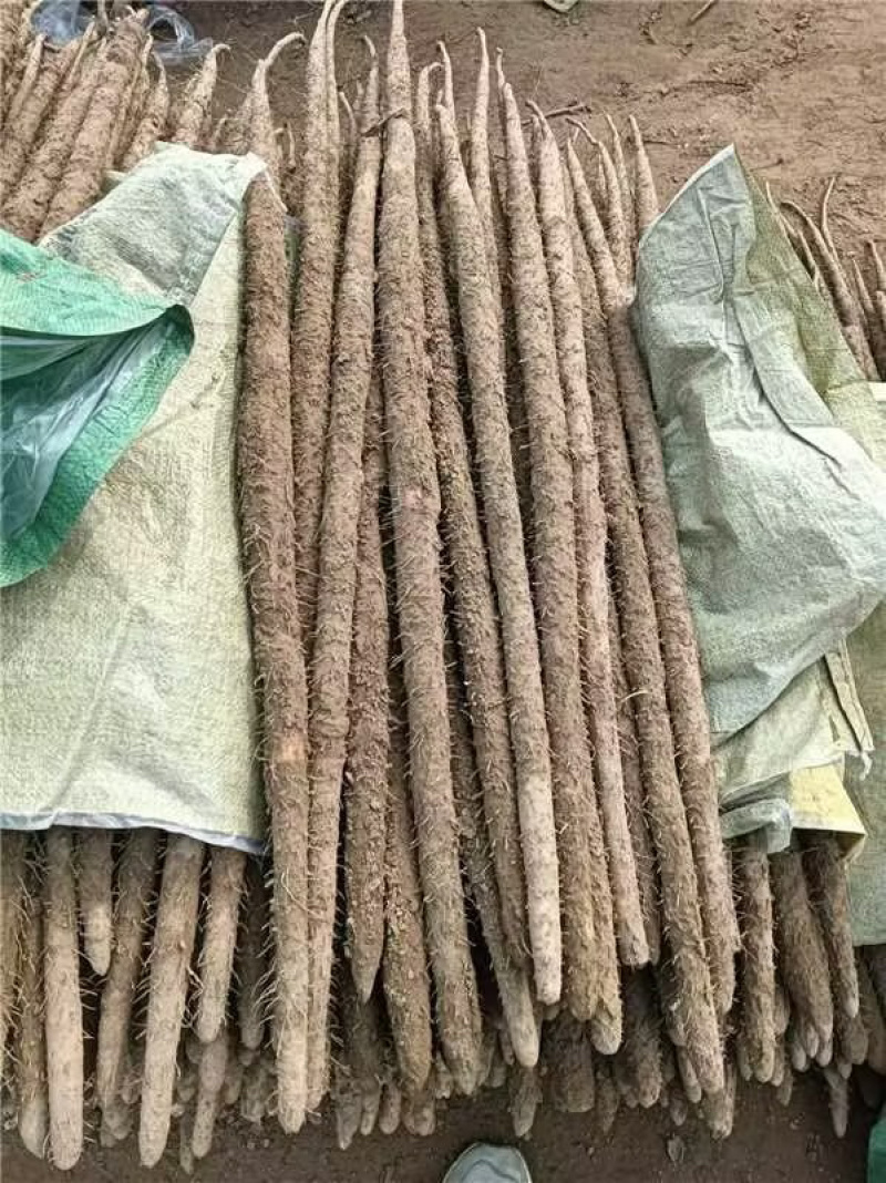 山药铁棍山药种苗自家种植规模大，货源充足欢迎来电咨询