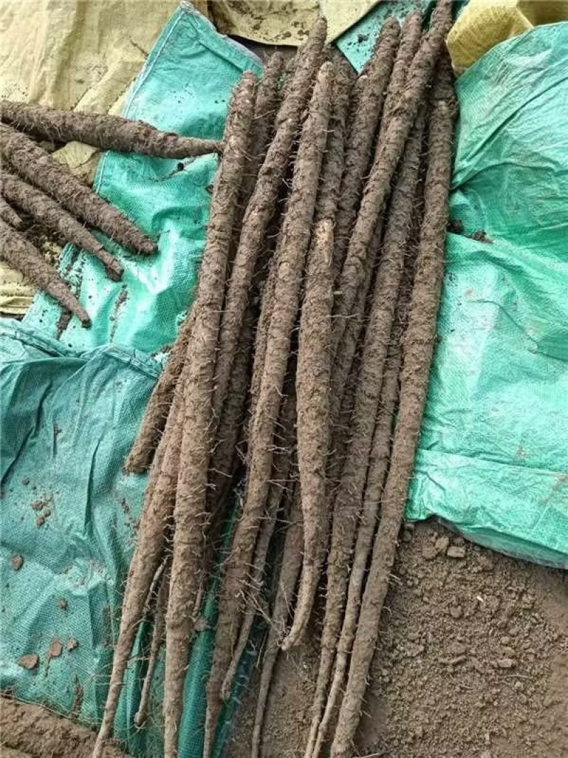 山药铁棍山药种苗自家种植规模大，货源充足欢迎来电咨询