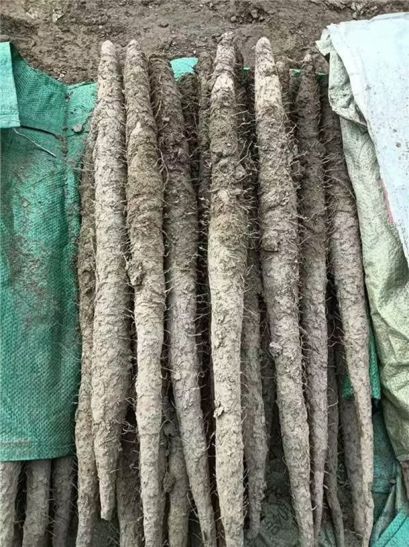 山药铁棍山药种苗自家种植规模大，货源充足欢迎来电咨询