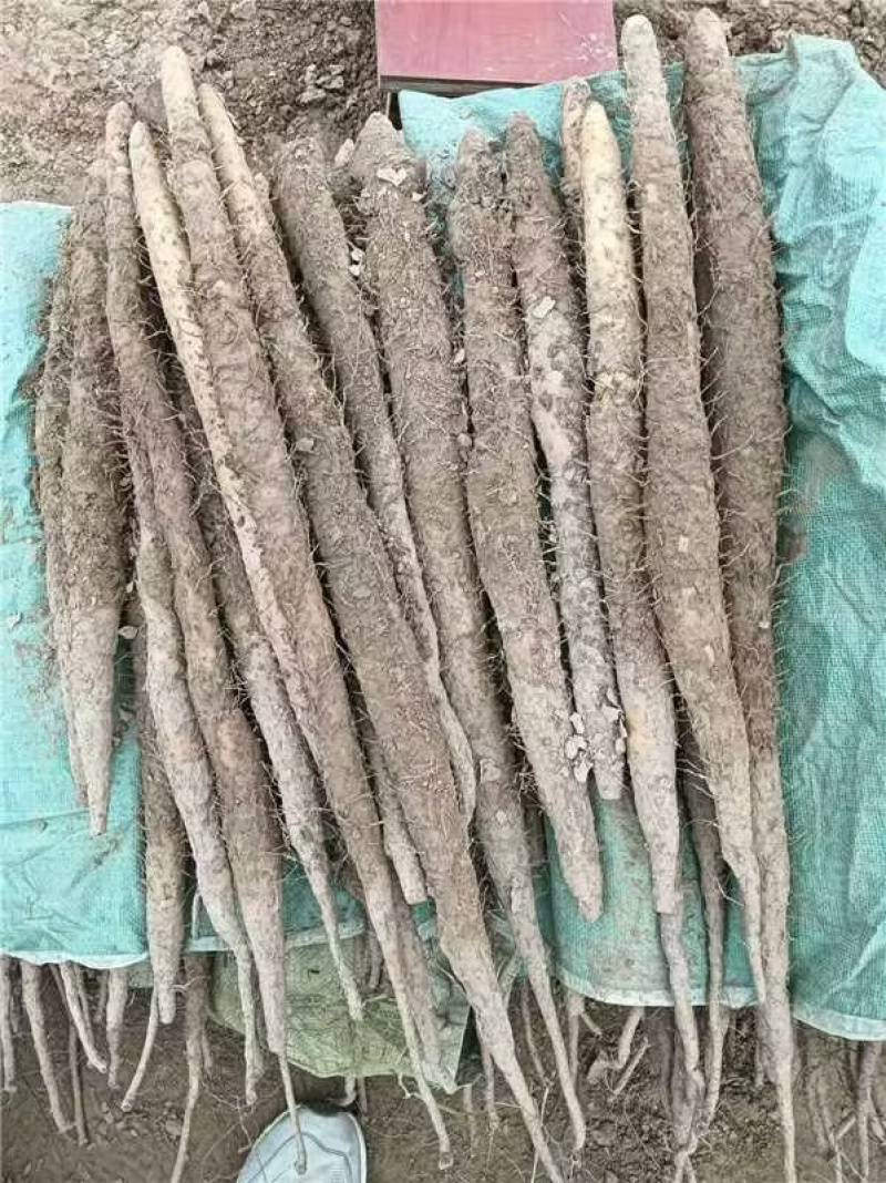 山药铁棍山药种苗自家种植规模大，货源充足欢迎来电咨询