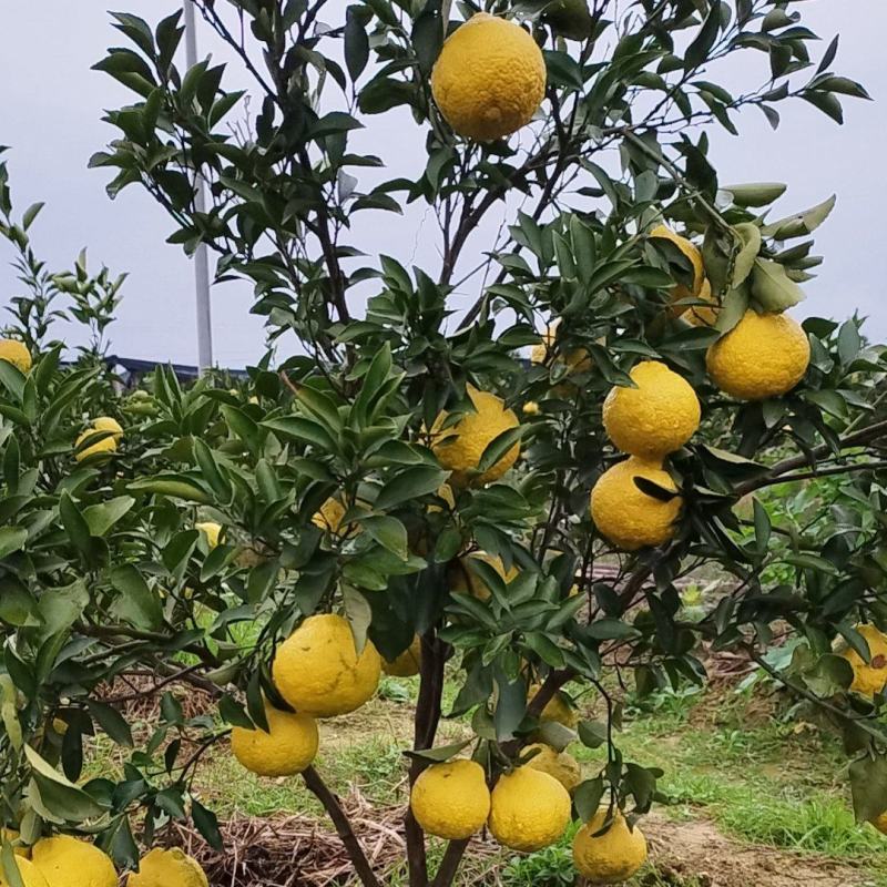 黄金贡柚