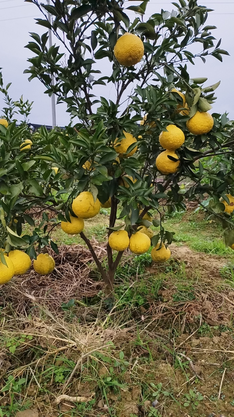 黄金贡柚