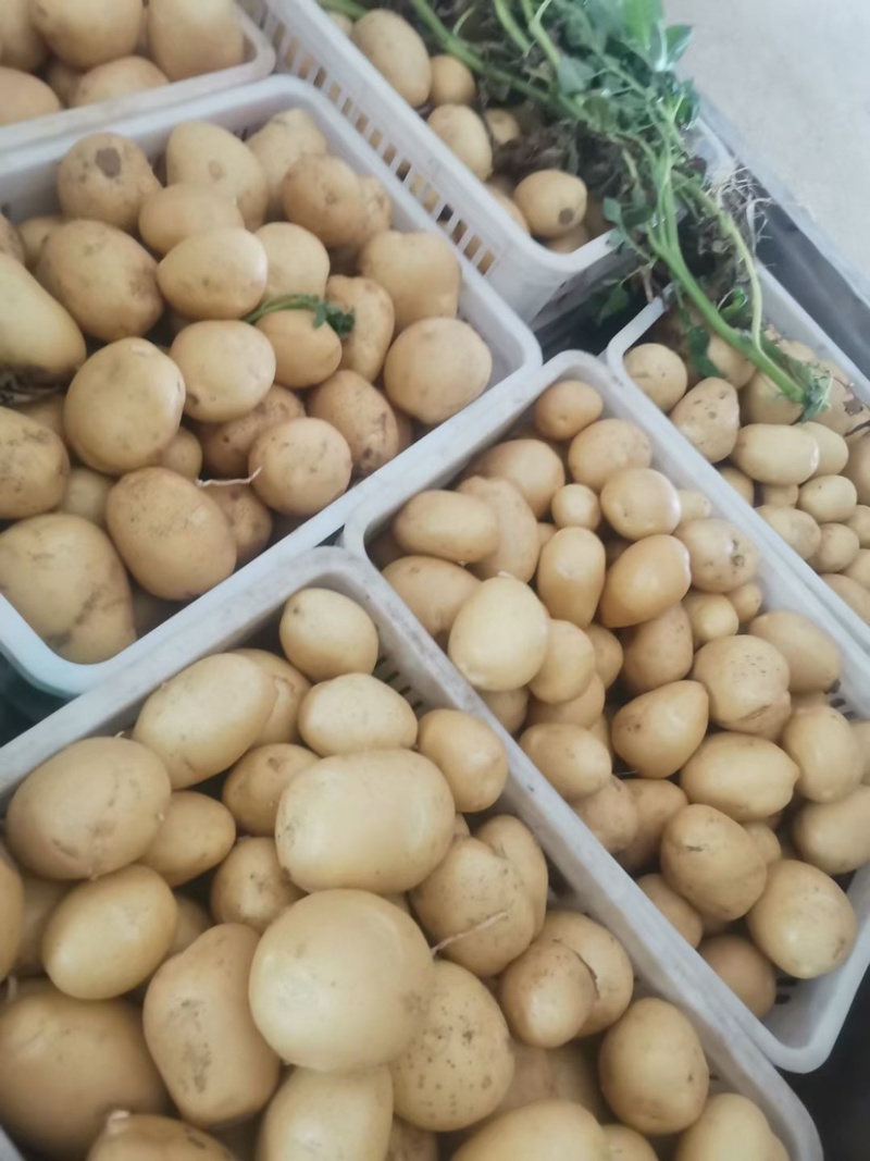 土豆荷兰十五土豆产地供应批发餐饮商超价格实惠