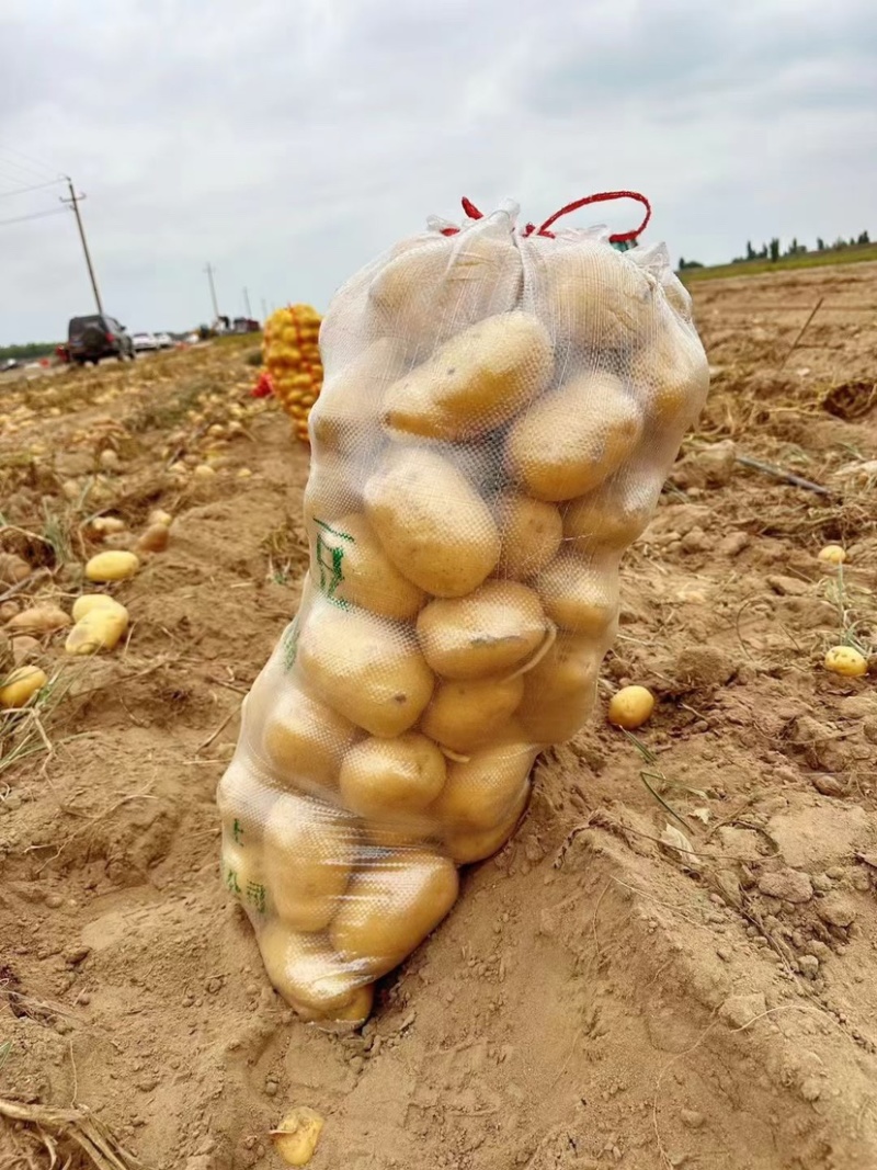 土豆荷兰十五土豆产地供应批发餐饮商超价格实惠