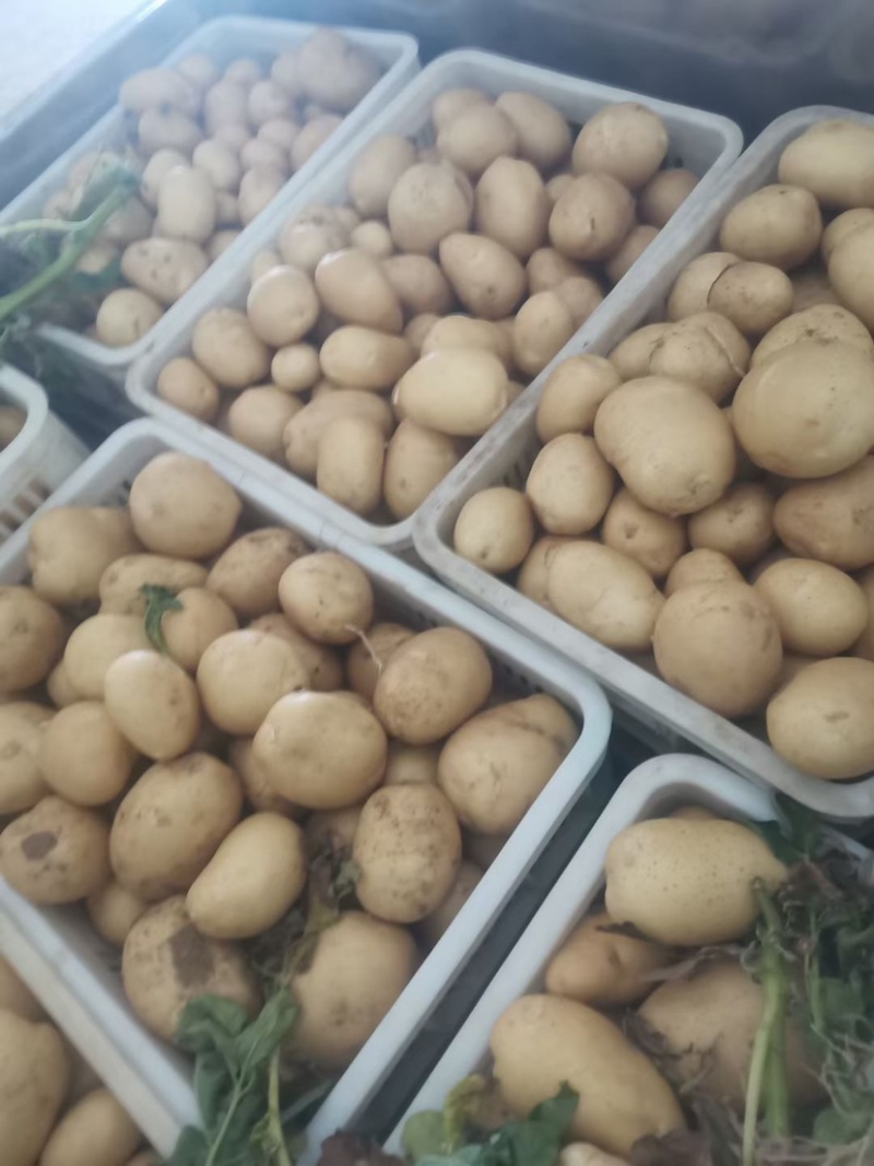 土豆荷兰十五土豆产地供应批发餐饮商超价格实惠