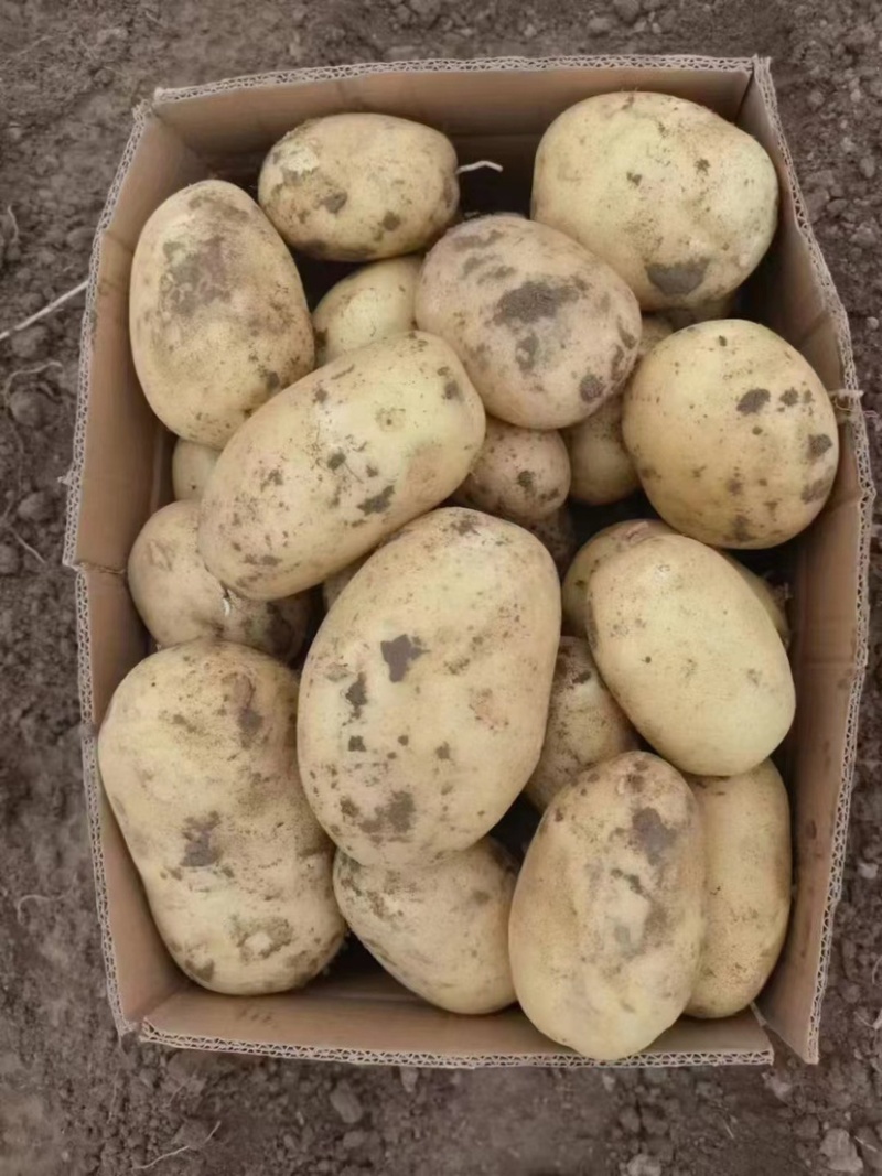 土豆荷兰十五土豆产地供应批发餐饮商超价格实惠