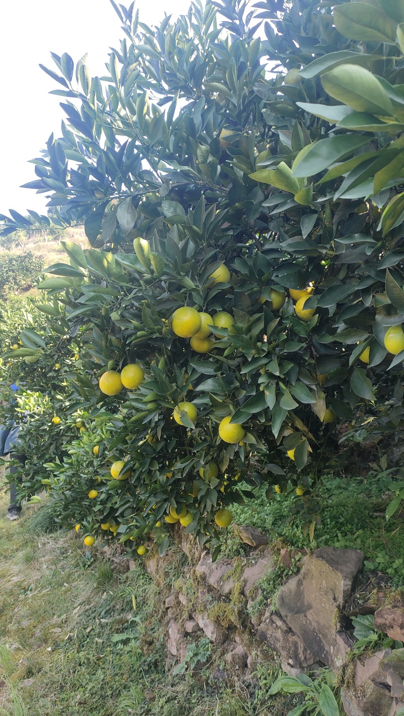 冰糖橙