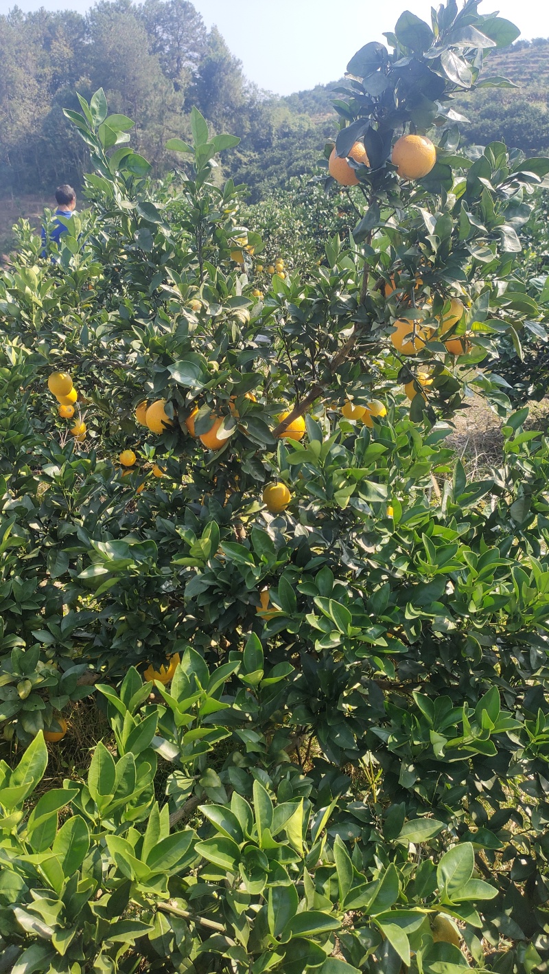 冰糖橙