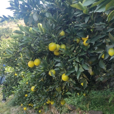 冰糖橙