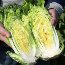 大白菜