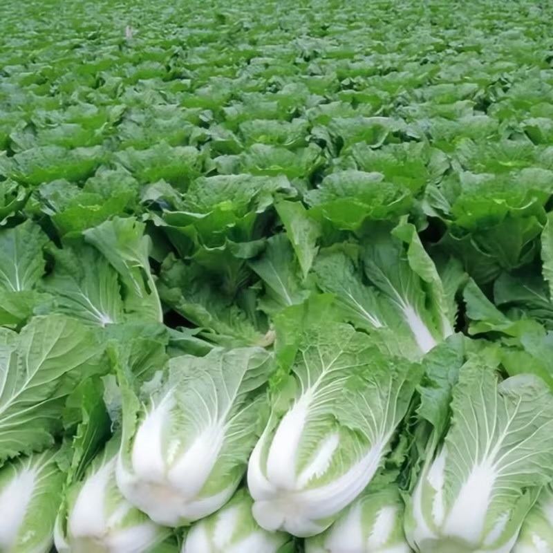 大白菜