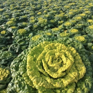 黄心菜