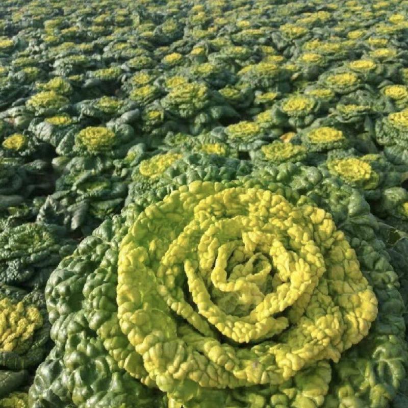 黄心菜