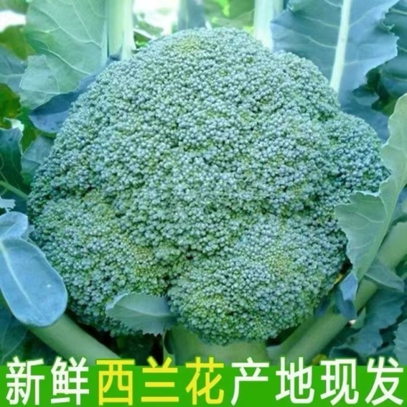 【推荐】精品西兰花产地直发货源充值欢迎来电咨询
